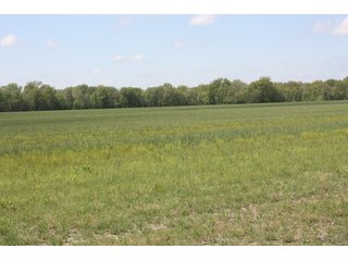 Property photo 1 - REAL ESTATE AUCTION - 240+/- ACRES OFFERED IN 3 TRACTS IN MARION COUNTY, ILLINOIS